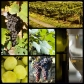 images/pageimages/druiven.jpg